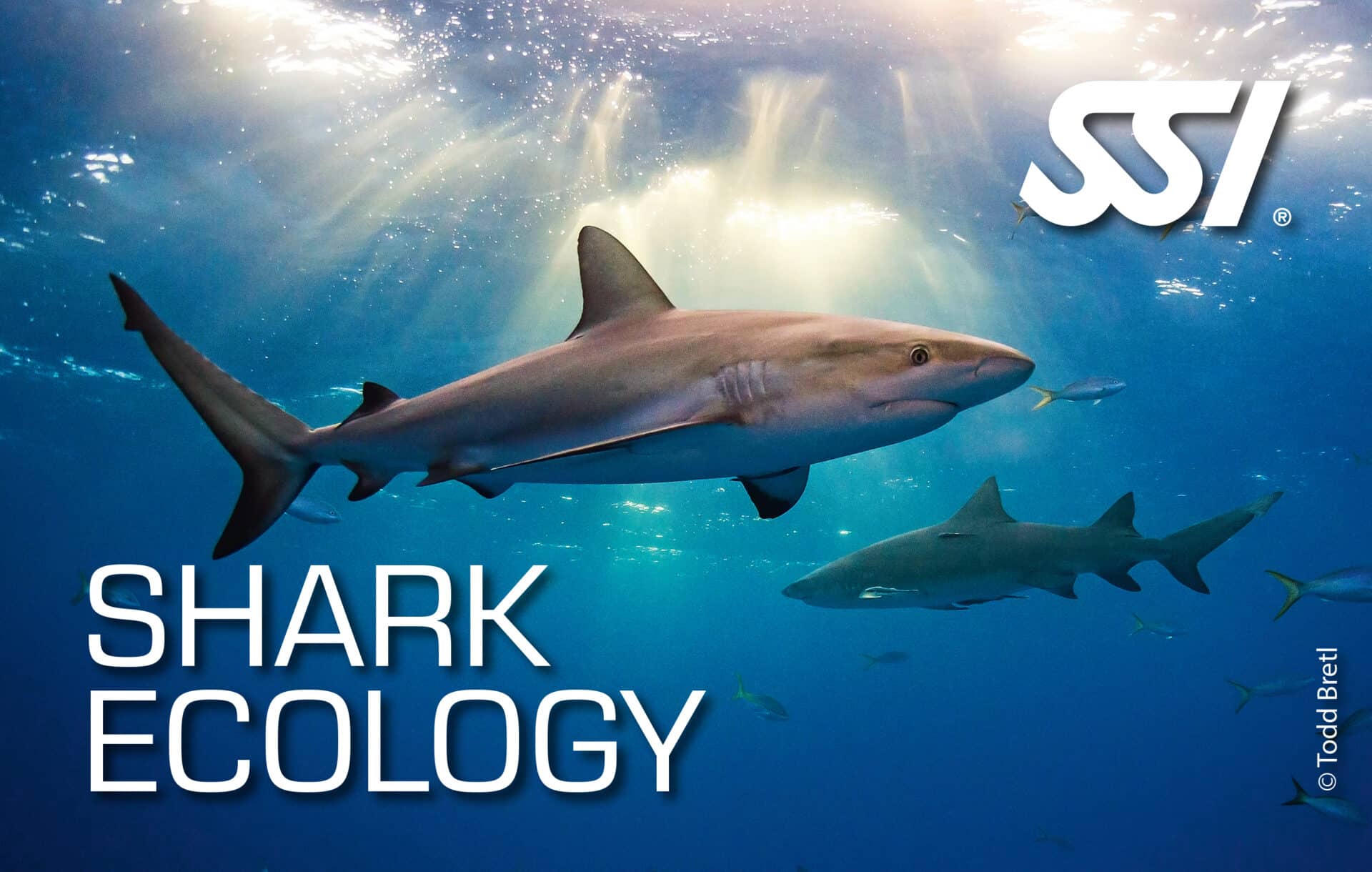 Shark Ecology Metro Divers