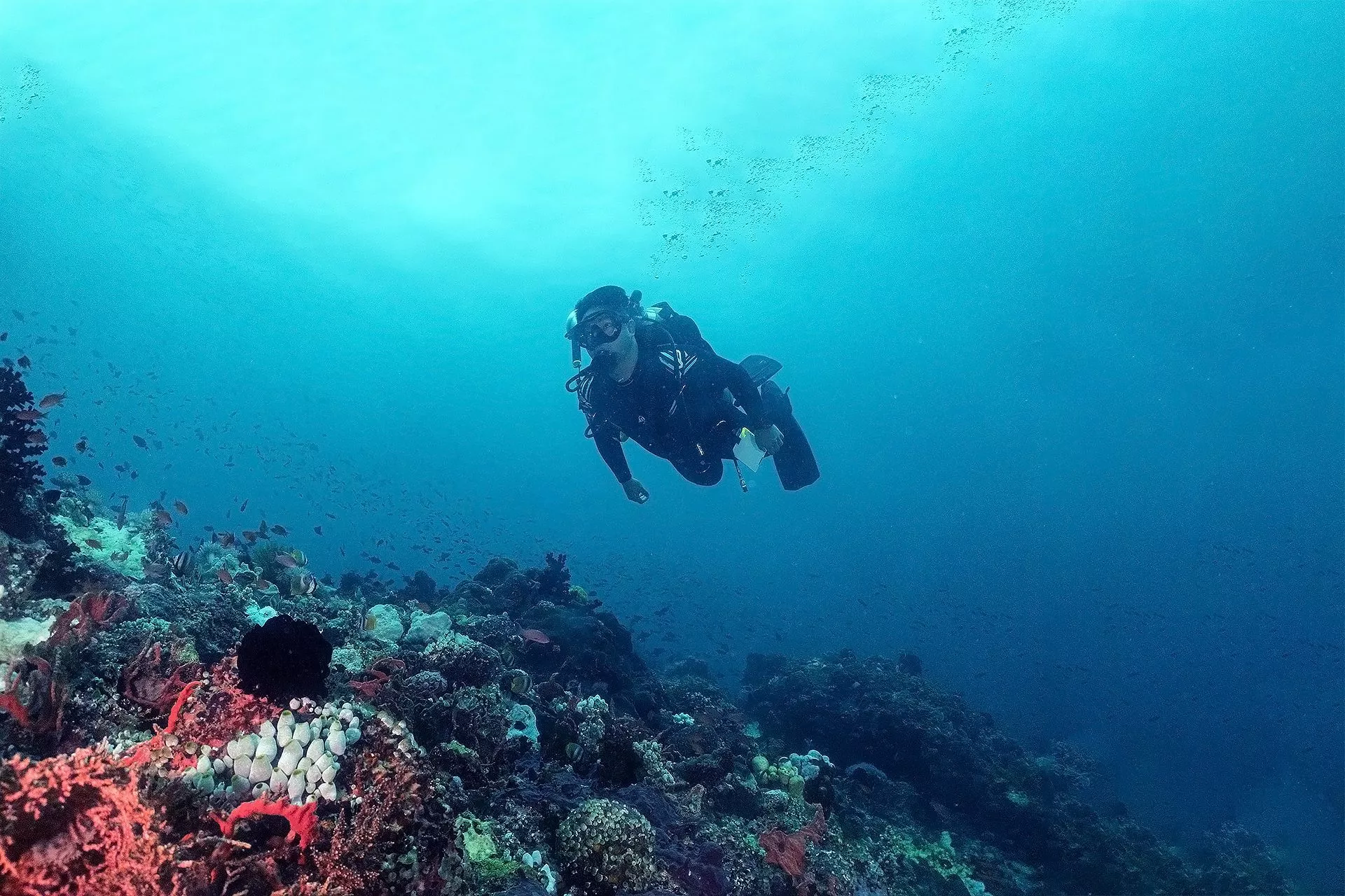 Dive Center in Manila